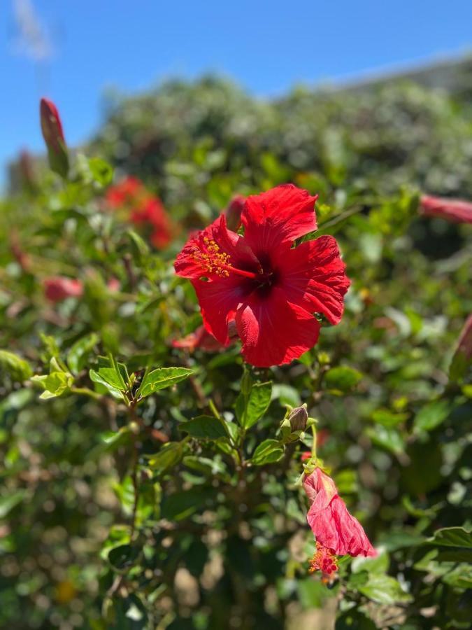 Banti Garden Otel Tarifa Dış mekan fotoğraf